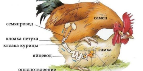 Zašto vam treba pijetao u kokošinjcu i kako odabrati kokoši nesilice